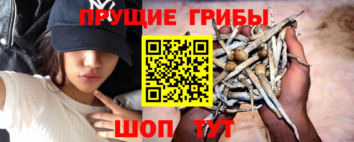 Галлюциногенные грибы Psilocybe Беслан